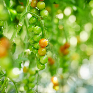 Pack of unripe tomatoes hanging on branches in contemporary hothouse