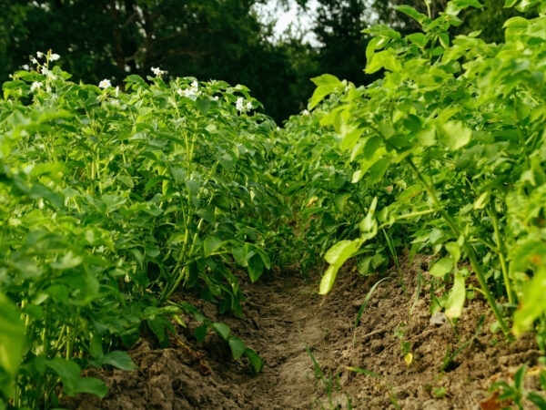 Flowering potato bushes in the field. Growing organic vegetables. Agriculture, farming. Close-up