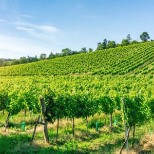 rural-agricultural-fields-of-vineyards-2021-09-01-13-37-48-utc