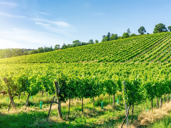 rural-agricultural-fields-of-vineyards-2021-09-01-13-37-48-utc