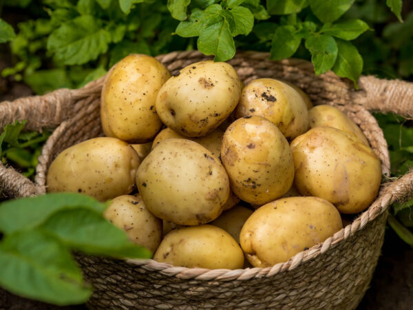 The concept of growing vegetables in the garden. Harvesting. Fresh new potatoes.