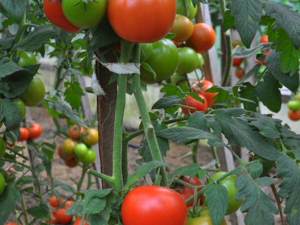 Tomatoes ripen in a greenhouse on organic soil with drip irrigation