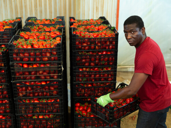Hired worker carries boxes of tomatoes in the backyard of the farm